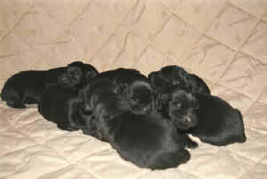 Flat puppies 001.jpg (120921 bytes)