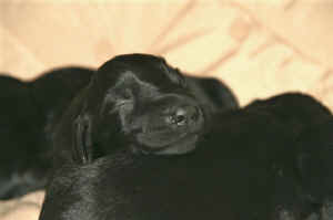 Flat puppies 002.jpg (120686 bytes)