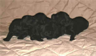 Flat puppies 003.jpg (107162 bytes)