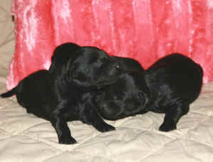 Flat puppies 004.jpg (139918 bytes)
